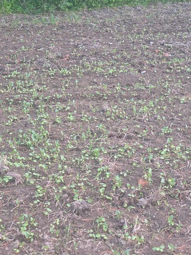Customer photo showing early germination of the Summer Bulk seed mix in a prepared field.