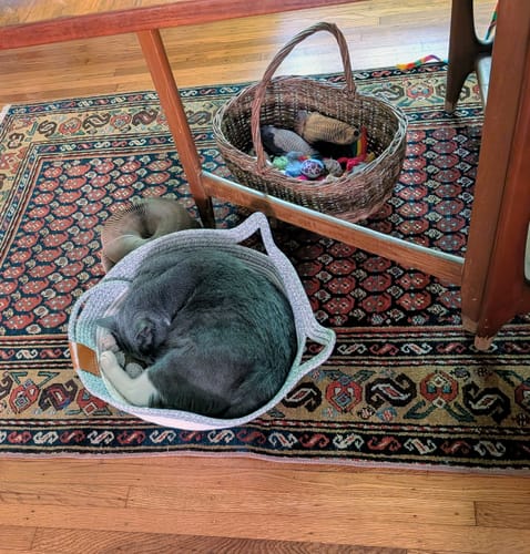 Customer photo review of Instinct Basket | Meet the first research-backed natural territory for indoor cats