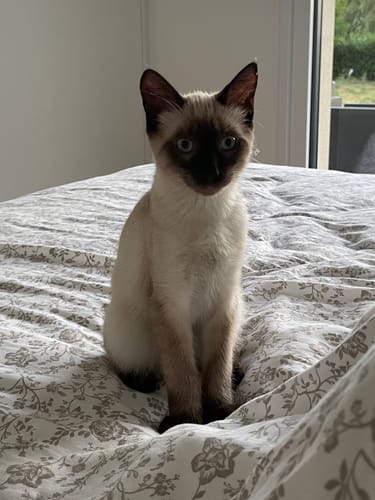Le jeune chaton siamois d'un client assis sur un lit après avoir dégusté la Pâtée Chaton.