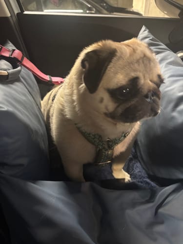Customer's pug sitting in the blue Dog Dock V2 inside a car, looking away from the camera.