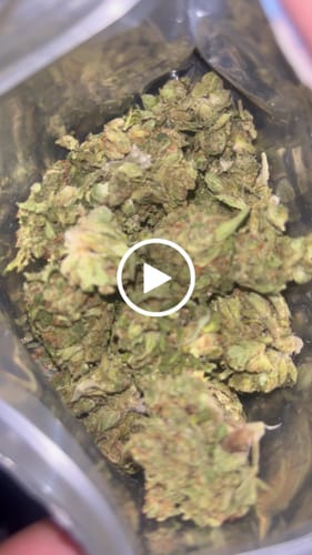 Customer video review of OG Kush THCA Autoflower