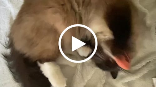 Avis vidéo d'un client sur Peluche Ziggy - Cataire