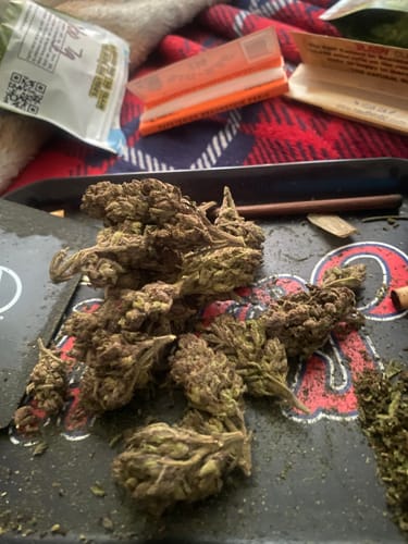 Customer photo review of Frosted Gumbo THCA Flower