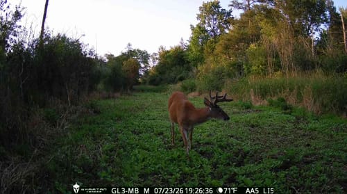 Customer's Soggy Bottoms food plot in a wooded area with a buck standing in the lush green vegetation.