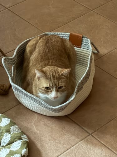 Customer photo review of Instinct Basket | Meet the first research-backed natural territory for indoor cats