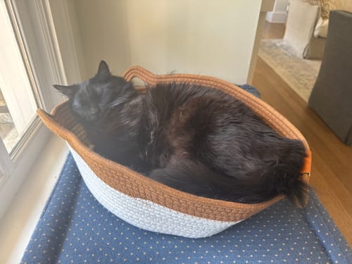 Customer photo review of Instinct Basket | Meet the first research-backed natural territory for indoor cats