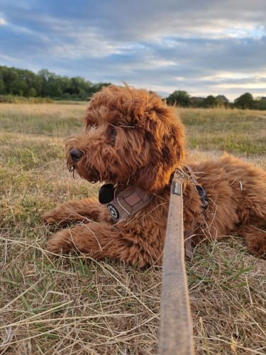 Customer's Cockapoo wearing the Trail & Glow tweed harness and lead while relaxing in a grassy field at sunset.