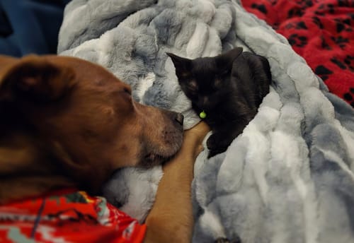 Customer's dog and cat cuddling together on the plush, gray Hugs Swirl Licorice Blanket.