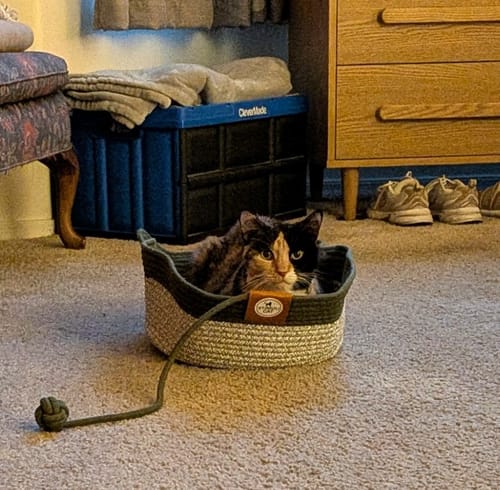 Customer photo review of Instinct Basket | Meet the first research-backed natural territory for indoor cats