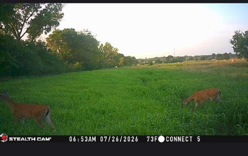 Reviewer's Dove & Quail Plot field with green growth and two deer grazing in the morning sunlight.