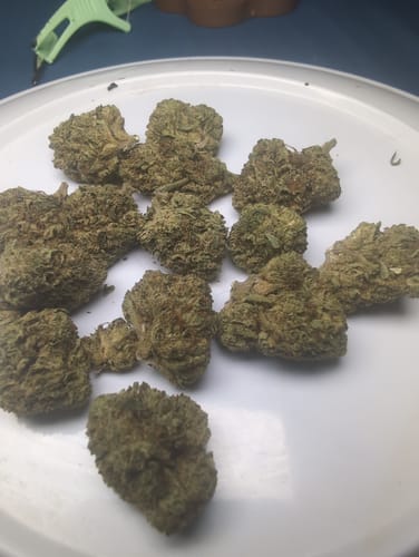 Customer photo review of Papaya Dream THCA Flower