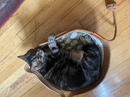 Customer photo review of Instinct Basket | Meet the first research-backed natural territory for indoor cats