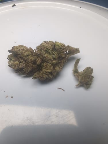 Customer photo review of Money Over Bitches (MOB) THCA Flower