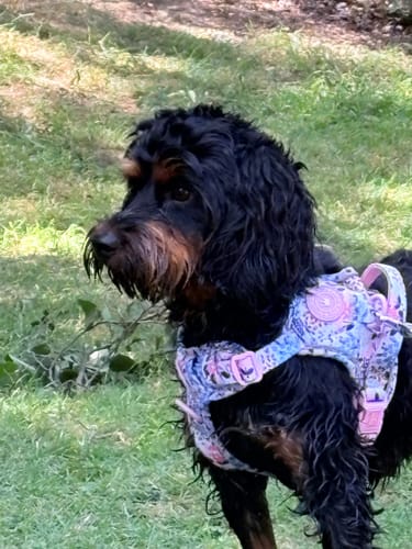 Customer's Floral Dog Harness in the Spring Dreams print on a black dog outdoors.