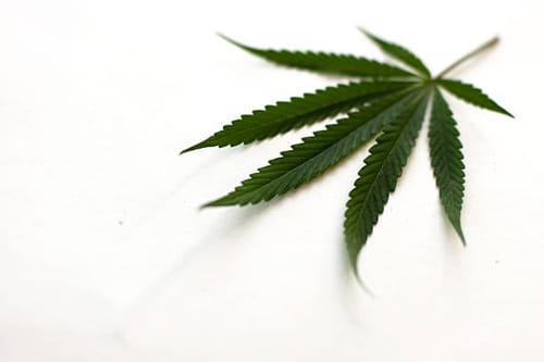 Customer photo review of GDP THCA Flower