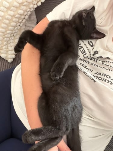 Reviewer's small black kitten sleeping peacefully in a person's arms.