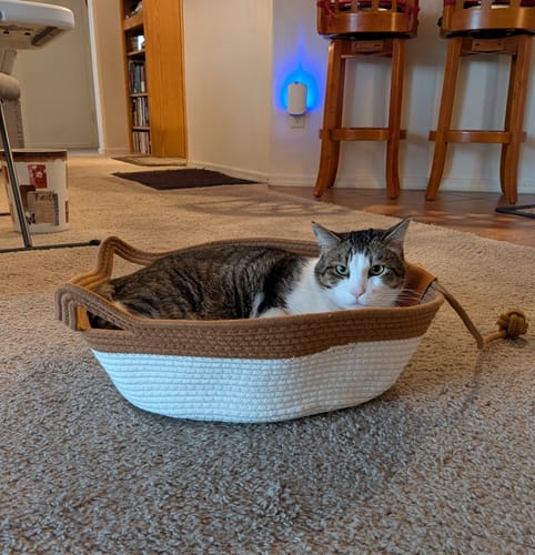 Customer photo review of Instinct Basket | Meet the first research-backed natural territory for indoor cats