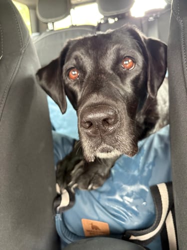 Customer's black dog sitting inside a blue Dog Dock V2 installed on a car seat