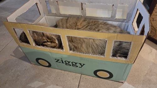 Customer's cat resting inside a cardboard box designed like a bus, with the brand name Ziggy printed on the side.