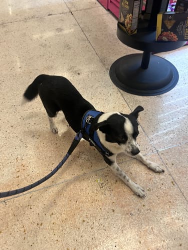 Reviewer's black and white dog wearing a blue Dogshood Easy On harness while stretching on a tiled floor.