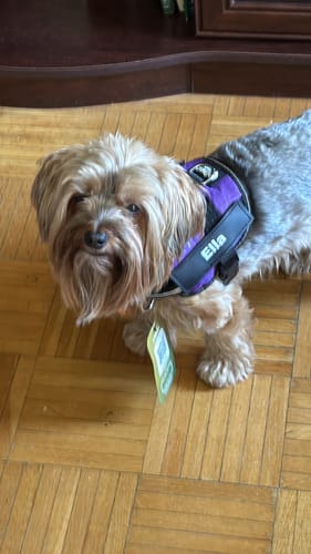 Customer's Dogshood No Pull Harness in purple with an Ella name tag on a dog standing on wooden flooring.
