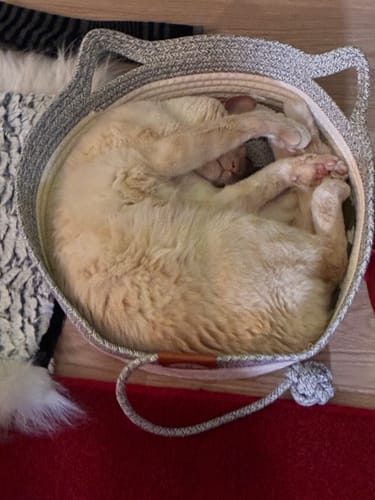 Customer's cream-colored cat curled up asleep inside the grey Instinct Basket with cat-ear shaped handles.