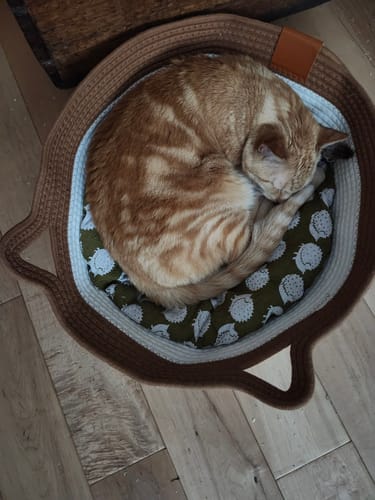 Reviewer's ginger cat curled up sleeping inside the Instinct Basket, which has a patterned olive liner.