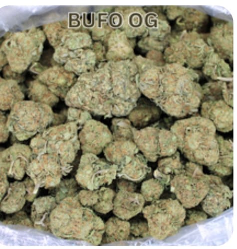 Customer photo review of Toad Crossing THCA Flower