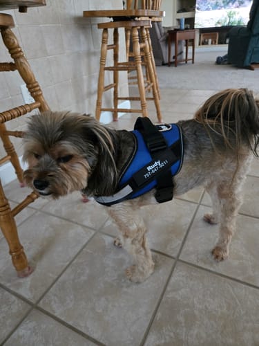 Customer's Dogshood Easy On blue harness with name tag on a small dog standing on tile floor.
