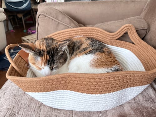 Customer's calico cat curled up sleeping inside the tan and white rope Instinct Basket on a brown sofa.