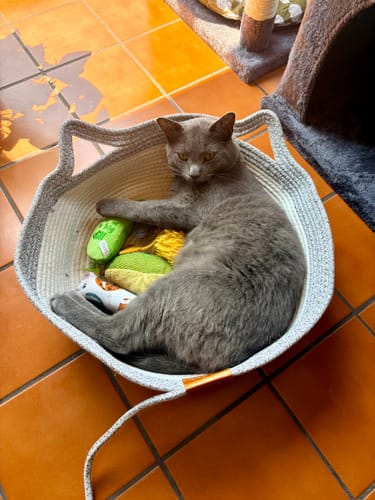 Customer's grey cat lounging in an Instinct Basket with small toys on a tiled floor.