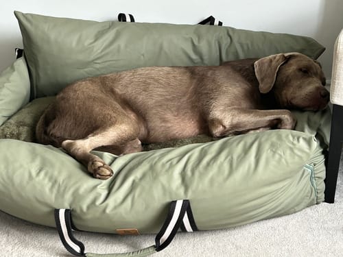 Customer's dog sleeping soundly in the sage green Dog Dock, used as its favourite bed in the house.