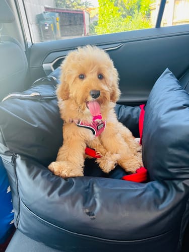 Customer's happy cockapoo sitting in the black Dog Dock V2 inside a car, looking at the camera.