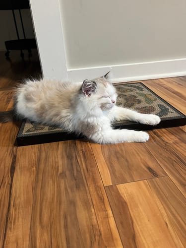 Customer photo review of Butterfly Chart - Luxury Cat Scratching Board