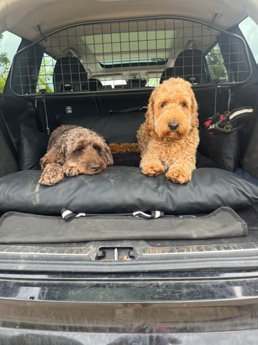 Customer's two doodle dogs resting comfortably on The Dog Dock V2 in the boot of a car.