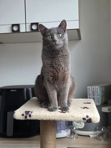 Le chat gris d'un client, aux yeux verts, assis sur un perchoir dans une cuisine.