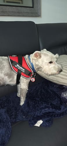Customer's Personalized Dog Harness on a small white dog resting on a couch.