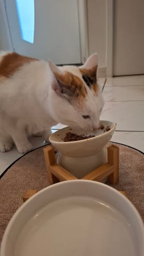 Customer's Pâtée - Saumon served in a white bowl on a wooden stand, with a calico cat eating.