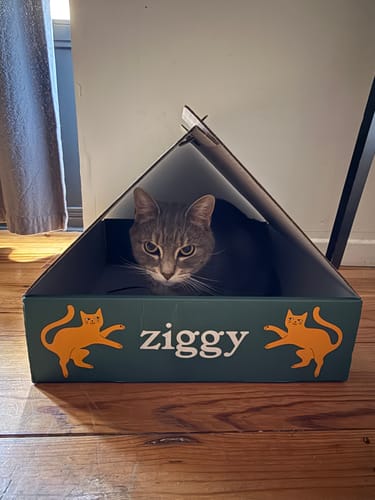 Customer's gray tabby cat sitting inside a Ziggy cardboard cat house box on a wooden floor.