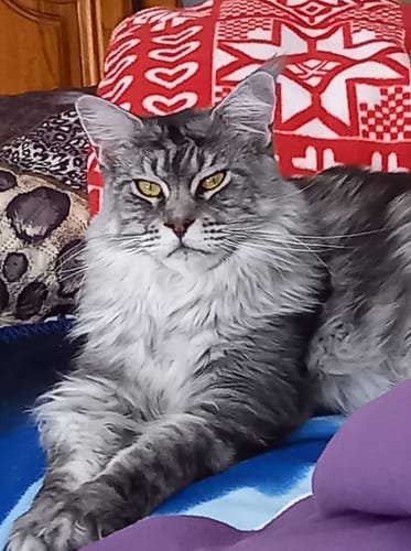 Customer's beautiful Maine Coon cat with long grey fur, resting on a blanket, representing the breed for these kibbles.