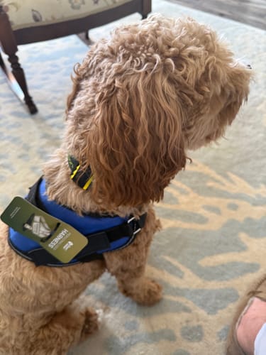 Customer's Front D-Ring Attachment harness on a small tan dog, viewed from the side while sitting on a rug.