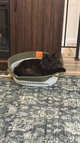 Customer's black cat resting inside the olive green and white rope Instinct Basket on a rug.