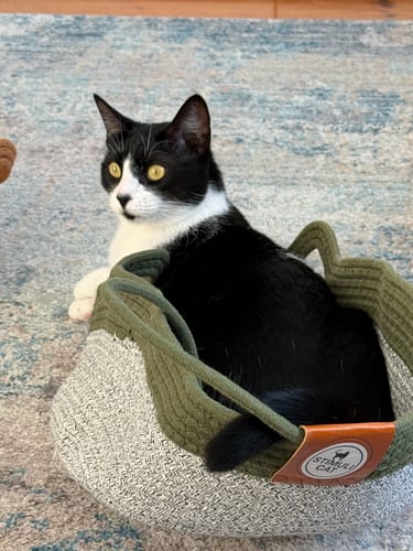Customer's tuxedo cat sitting comfortably in an olive green and woven Instinct Basket on a textured rug.