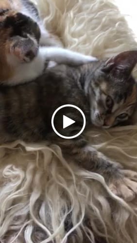 Avis vidéo d'un client sur Croquettes Chat Stérilisé Sans Céréales - Poulet