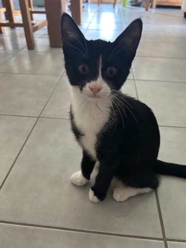 Chaton noir et blanc, Harlem, assis sur un sol carrelé après avoir mangé les croquettes Croquettes Chaton Sans Céréales.