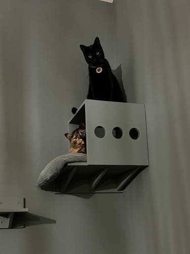 Reviewer's two cats resting on a wall-mounted grey cat shelf, one black cat on top and a tortoiseshell cat inside.