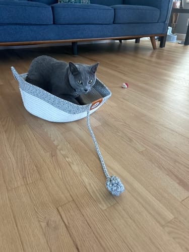 Customer's grey cat sitting in an Instinct Basket on a wooden floor near a sofa.
