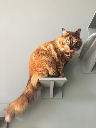 Customer's cat sitting on a grey wall-mounted shelf while their owner uses Pâtée Chat Stérilisé Sans Céréales - Poulet.