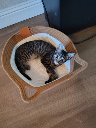 Customer's tabby cat resting inside an Instinct Basket with a coiled rope design on a wooden floor.