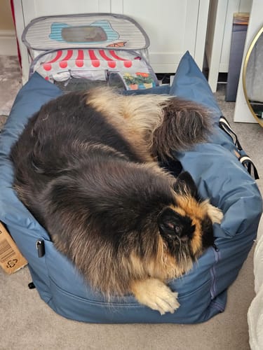 Customer's German Shepherd dog resting inside a blue Dog Dock V2 on a carpeted floor.